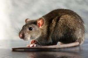 How to Handle the Rats’ Nest Masquerading as “Nested References” in Some MicroStation Files 7 Micro ad - Level Libraries