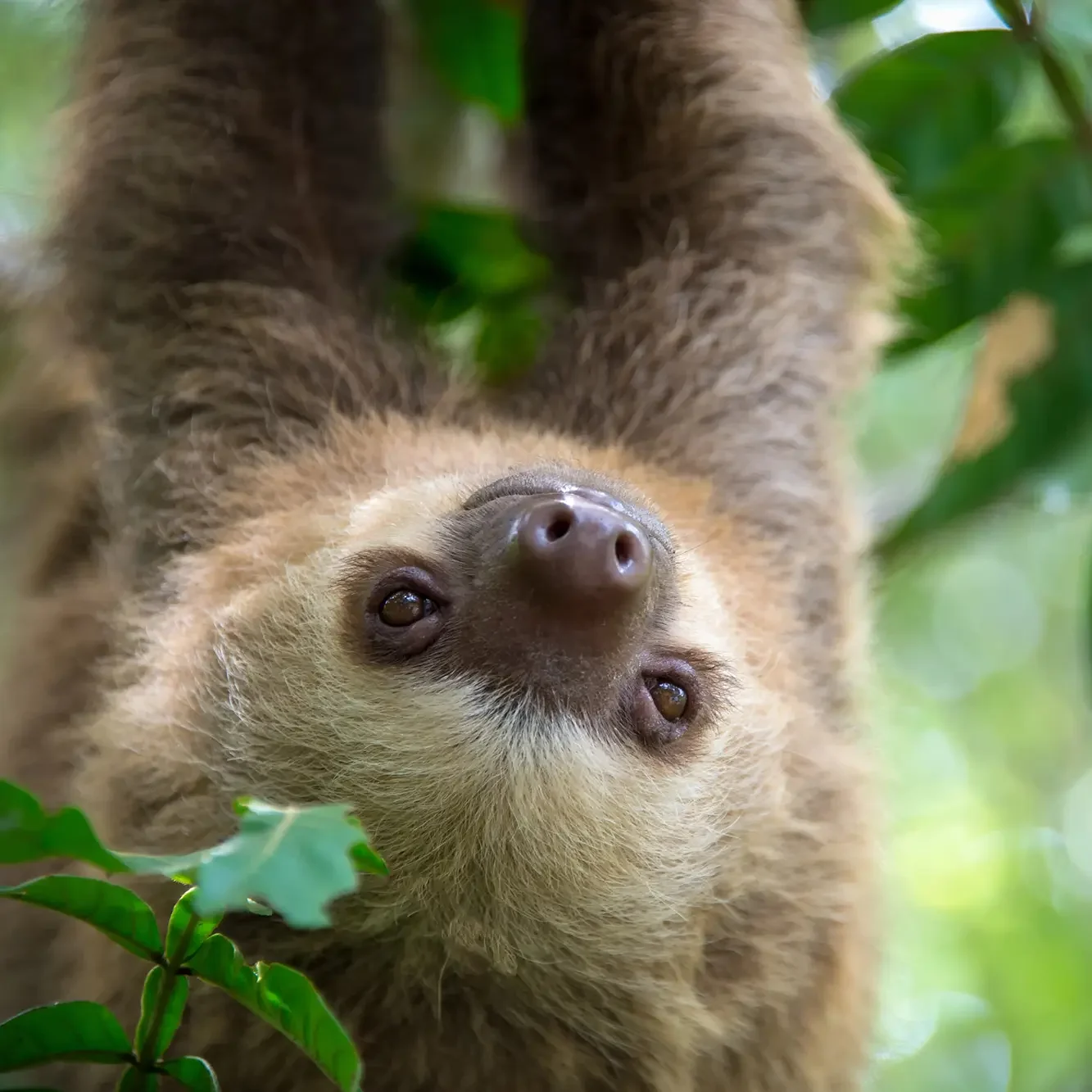 sloth